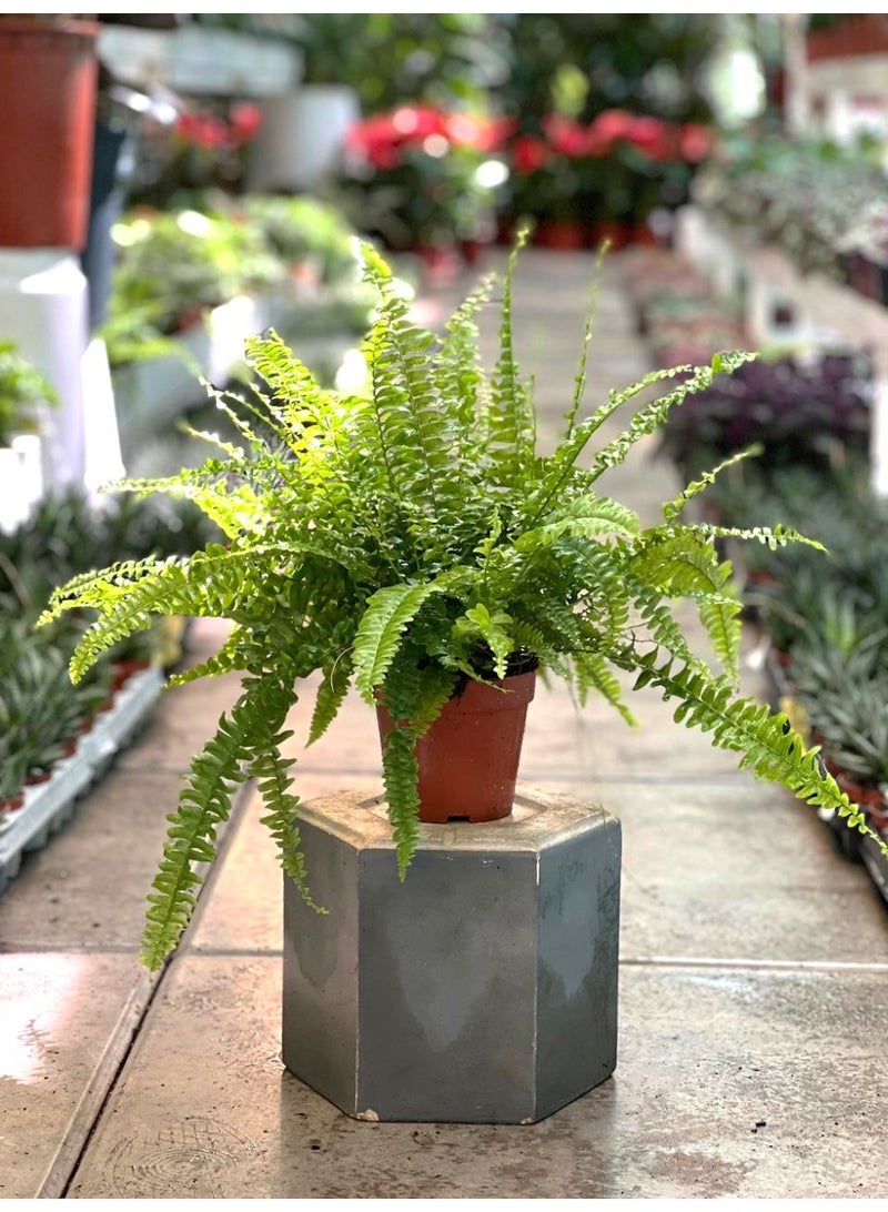 Boston Fern  Live Indoor Plant in Decorative Pot  Air-Purifying, Easyto Care Houseplant with Lush Green Fronds Perfect for Home & Office Décor Natural Humidifier Plant
