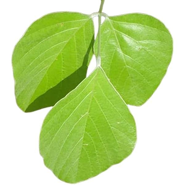 Awadh Natural Original Moduga Leaf Plate 15 Plates Palash Meal Plate Dakh Food Plates Dhakh Patti Food Plate Chool Patti Pattal Natural Leaf Patri 100 Recycle Desi Patri Size 12Inc 30 - Image 2