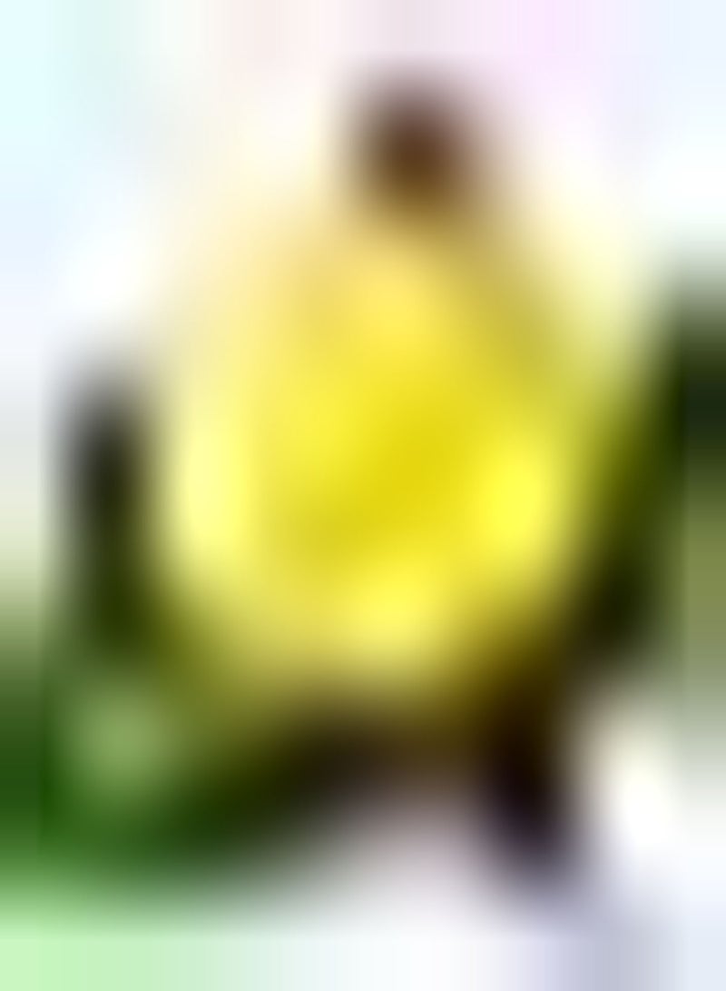 GGOOT 50 gelbe Zucchini Samen die drinnen und draußen angebaut Werden - Image 1