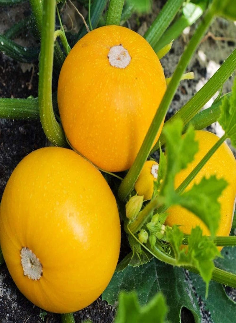 GGOOT 50 gelbe Zucchini Samen die drinnen und draußen angebaut Werden - Image 2