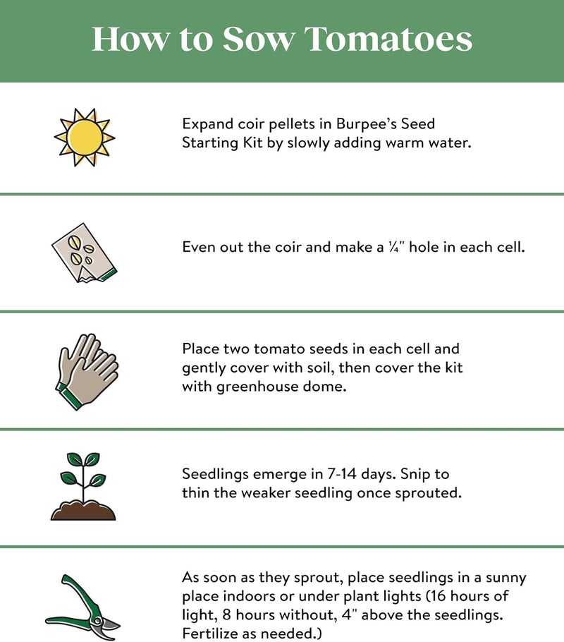 Burpee Sun Gold Hybrid  Sweet Orange Cherry Tomatoes  30 NonGMO Seeds - Image 2