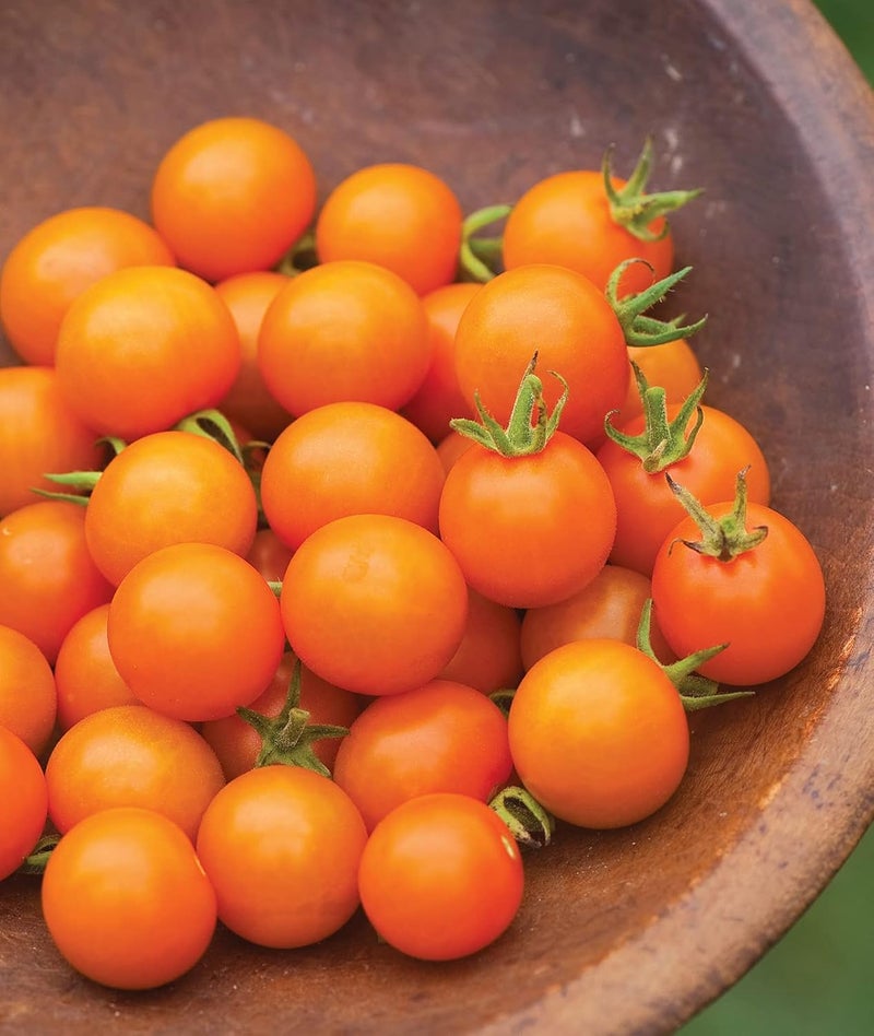 Burpee Sun Gold Hybrid  Sweet Orange Cherry Tomatoes  30 NonGMO Seeds - Image 5