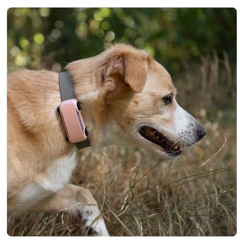 Tractive غطاء متتبع GPS للكلاب Tractive DOG 6 - وردي - Image 3