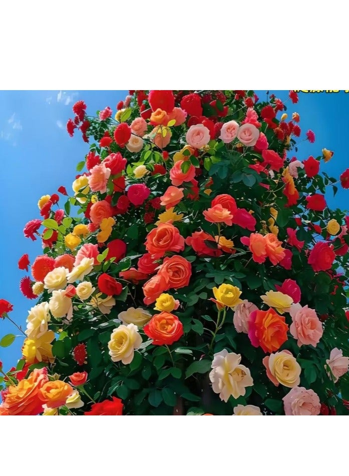 الواحة-TH 500 قطعة من بذور الورد المتسلق بألوان متنوعة  - Image 2