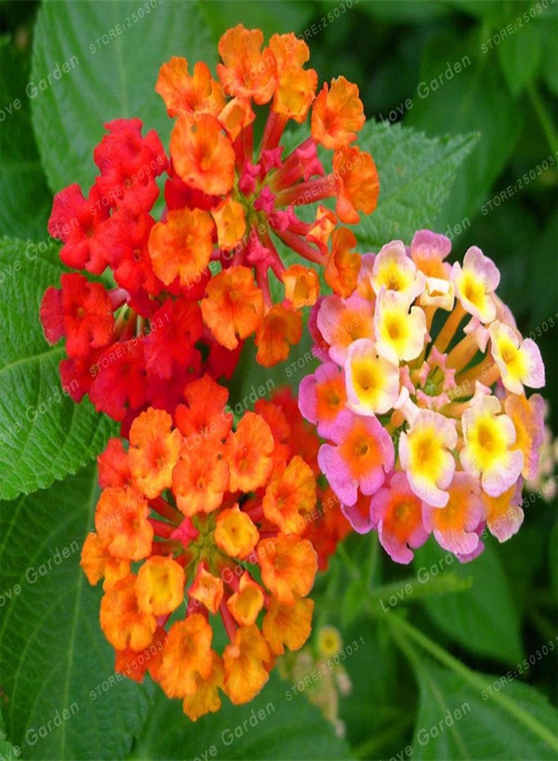 GGOOT 50 Seeds / Pack Lantana Camara Seeds Rare Perennial Gorgeous Flower Seeds Bonsai Plant For Home Garden Plant 7 - Image 2