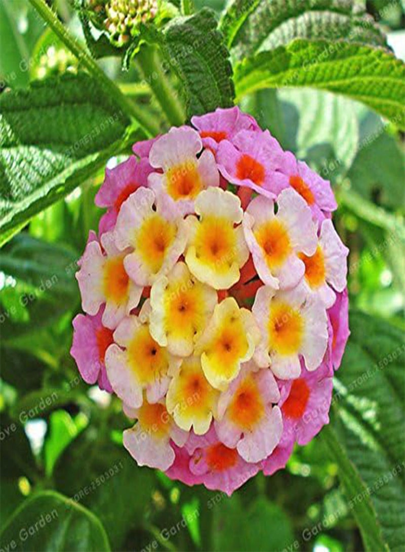 GGOOT 50 Seeds / Pack Lantana Camara Seeds Rare Perennial Gorgeous Flower Seeds Bonsai Plant For Home Garden Plant 7 - Image 1