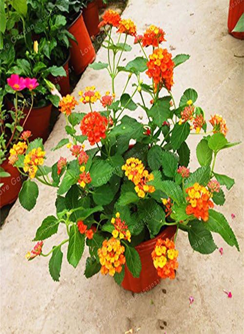 GGOOT 50 Seeds / Pack Lantana Camara Seeds Rare Perennial Gorgeous Flower Seeds Bonsai Plant For Home Garden Plant 7 - Image 3