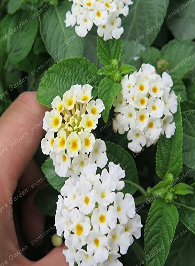 GGOOT 50 Seeds / Pack Lantana Camara Seeds Rare Perennial Gorgeous Flower Seeds Bonsai Plant For Home Garden Plant 7 - Image 4