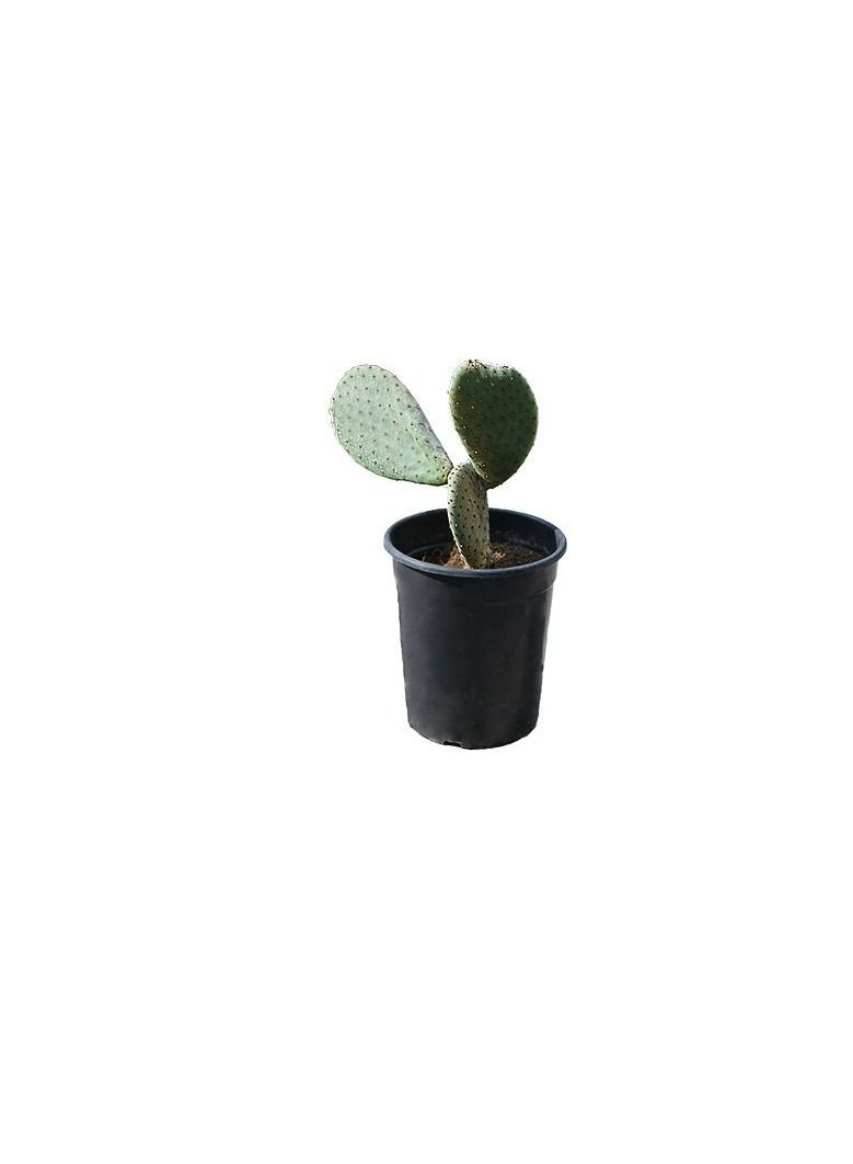 Original Opuntia Cactus Mix - Image 3