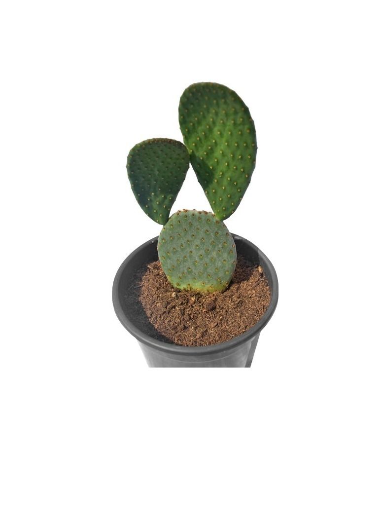 Original Opuntia Cactus Mix - Image 2