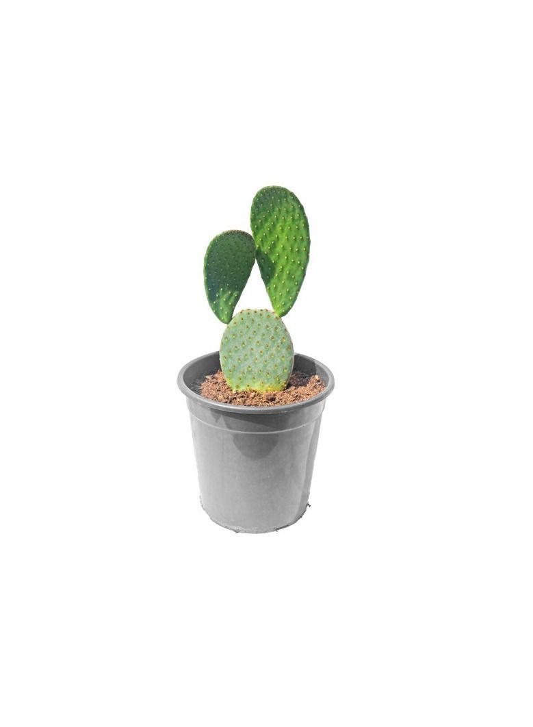 Original Opuntia Cactus Mix - Image 1