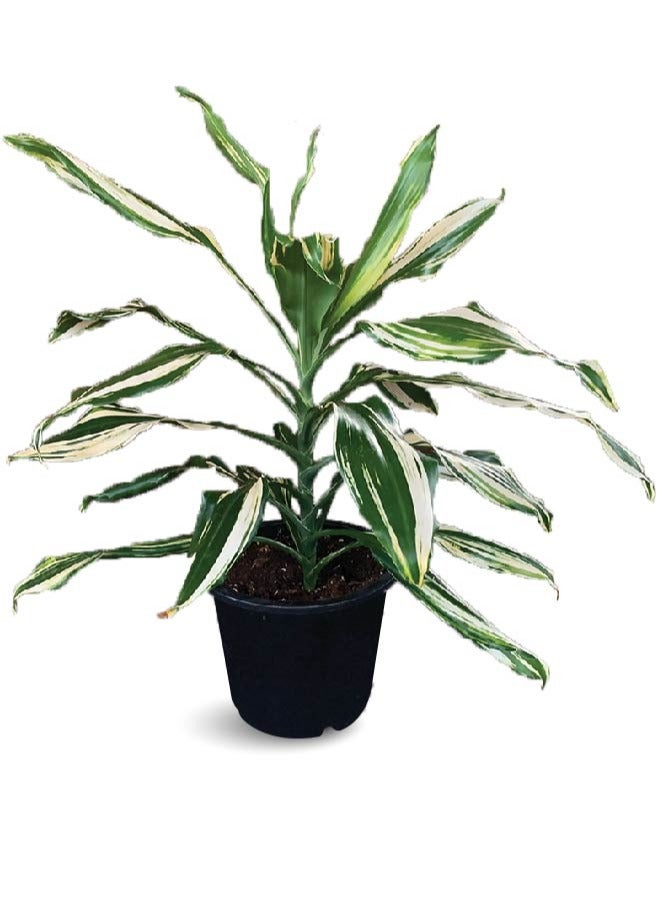 ماركة غير محددة نبات Dracaena Fragrans الأبيض، نباتات صناعية مثالية في وعاء للمنزل الخارجي والمنزل والمكتب والحديقة والديكور الحديث  - Image 1