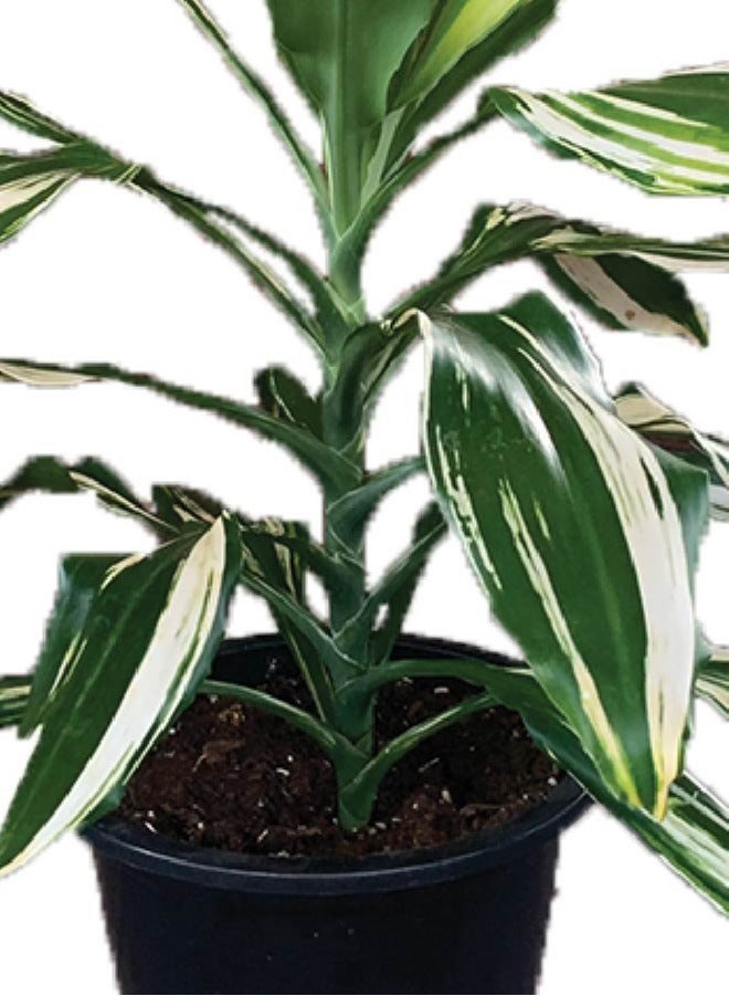 ماركة غير محددة نبات Dracaena Fragrans الأبيض، نباتات صناعية مثالية في وعاء للمنزل الخارجي والمنزل والمكتب والحديقة والديكور الحديث  - Image 2
