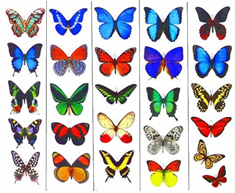 Butterfly Utopia تاتو فراشات مؤقتة ملونة - 5 أوراق - من باترفلاي يوتوبيا - Image 1