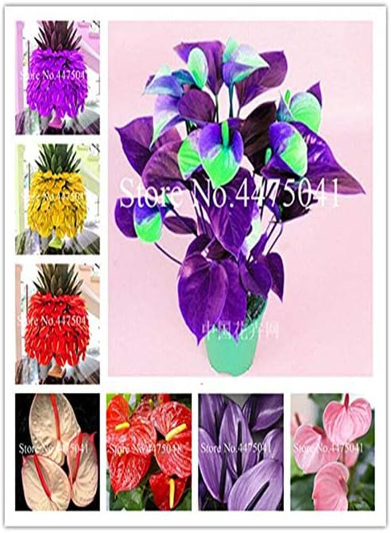 GGOOT Fresh 120Pcs Anthurium Plant Seeds for Planting Pink - Image 2