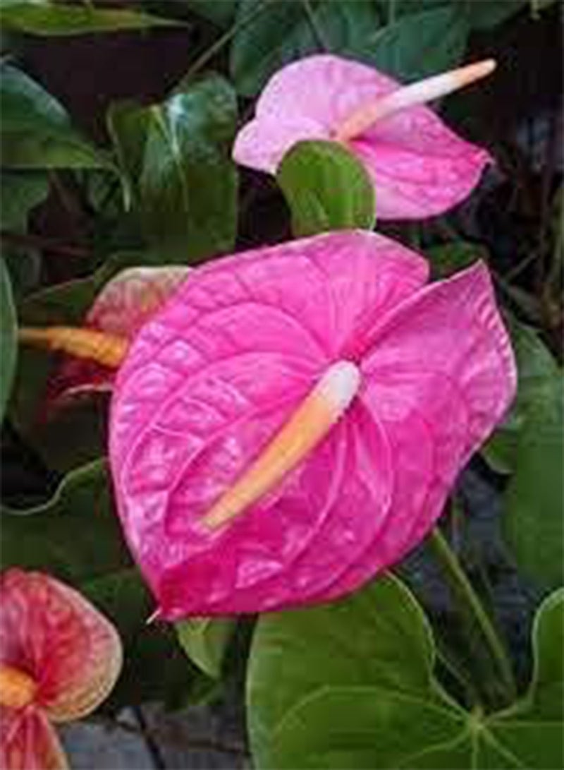 GGOOT Fresh 120Pcs Anthurium Plant Seeds for Planting Pink - Image 1