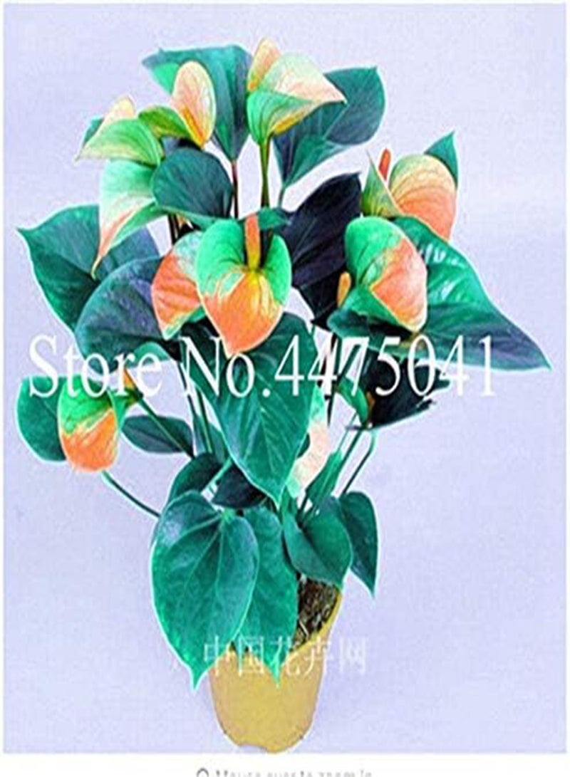 GGOOT Fresh 120Pcs Anthurium Plant Seeds for Planting Pink - Image 3