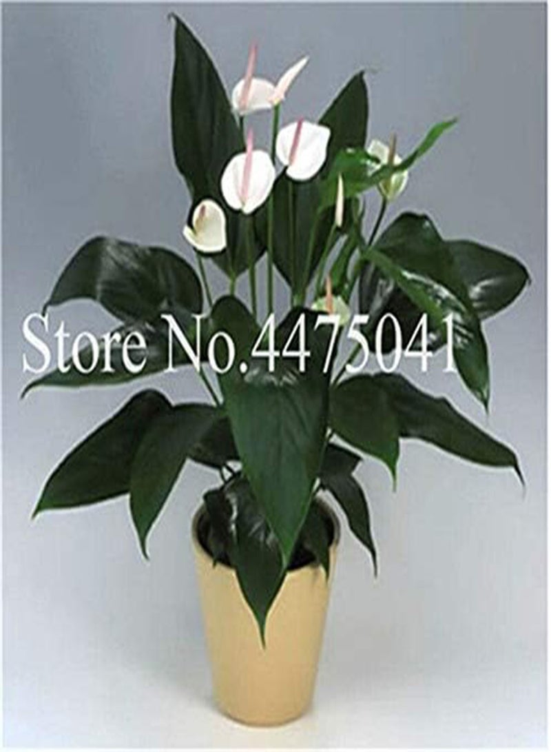 GGOOT Fresh 120Pcs Anthurium Plant Seeds for Planting Pink - Image 4