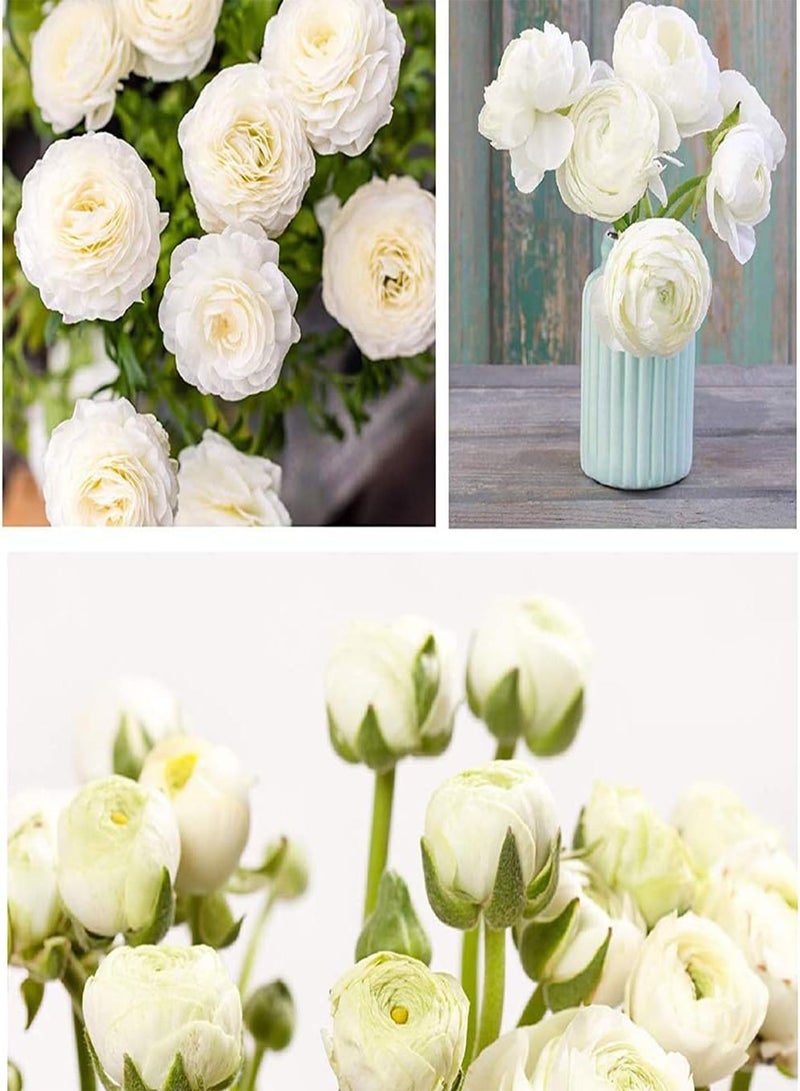 GGOOT 10Pcs White Ranunculus seeds Outdoor Garden Flower seeds for Spring Planting Easy to Care Summer Blooming Indoor Cut Flower Decoration Perennial Tubers - Image 4