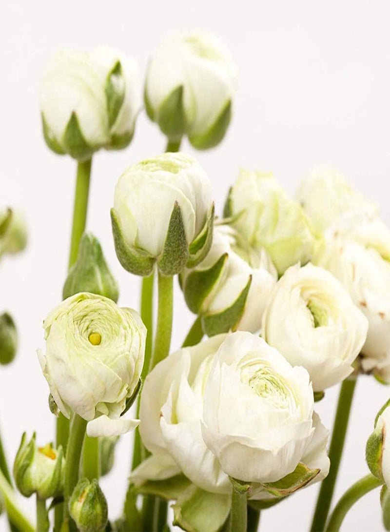 GGOOT 10Pcs White Ranunculus seeds Outdoor Garden Flower seeds for Spring Planting Easy to Care Summer Blooming Indoor Cut Flower Decoration Perennial Tubers - Image 1
