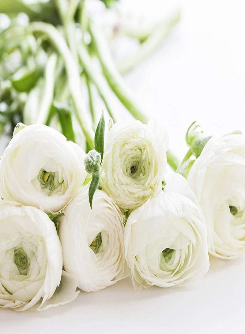 GGOOT 10Pcs White Ranunculus seeds Outdoor Garden Flower seeds for Spring Planting Easy to Care Summer Blooming Indoor Cut Flower Decoration Perennial Tubers - Image 3