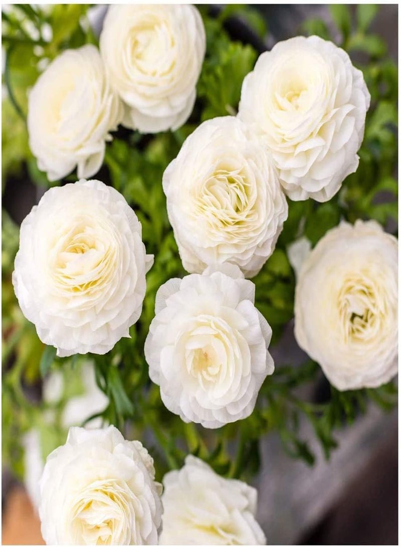 GGOOT 10Pcs White Ranunculus seeds Outdoor Garden Flower seeds for Spring Planting Easy to Care Summer Blooming Indoor Cut Flower Decoration Perennial Tubers - Image 2