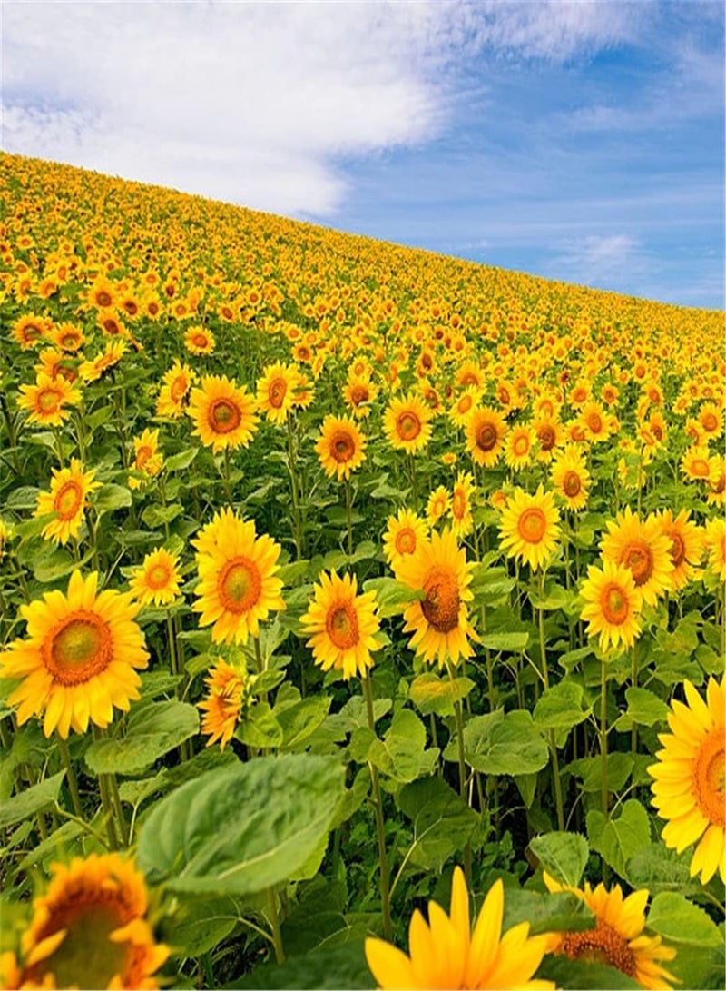 GGOOT Imported Sunflower Seeds Potted Garden Plants Absolutely Beautiful Flower Seed Beautify The Environment Perennial Garden Aromatic Plants Flower Seeds UK-300pcs - Image 1