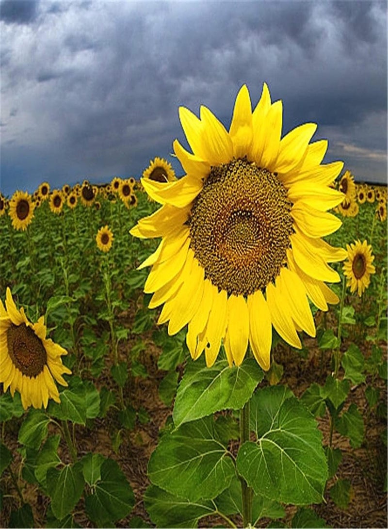 GGOOT Imported Sunflower Seeds Potted Garden Plants Absolutely Beautiful Flower Seed Beautify The Environment Perennial Garden Aromatic Plants Flower Seeds UK-300pcs - Image 2