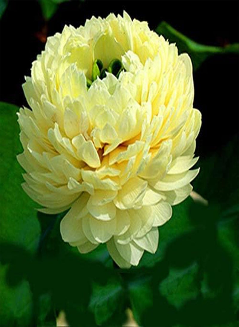 GGOOT Lotus/Giglio di Acqua Fiore/Bowl Stagno Lotus / 5 semi freschi/Light Golden Lotus 