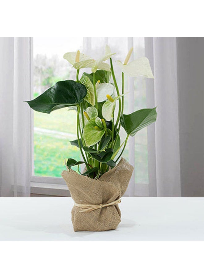 Ferns N Petals White Anthurium Jute Wrapped Potted Plant