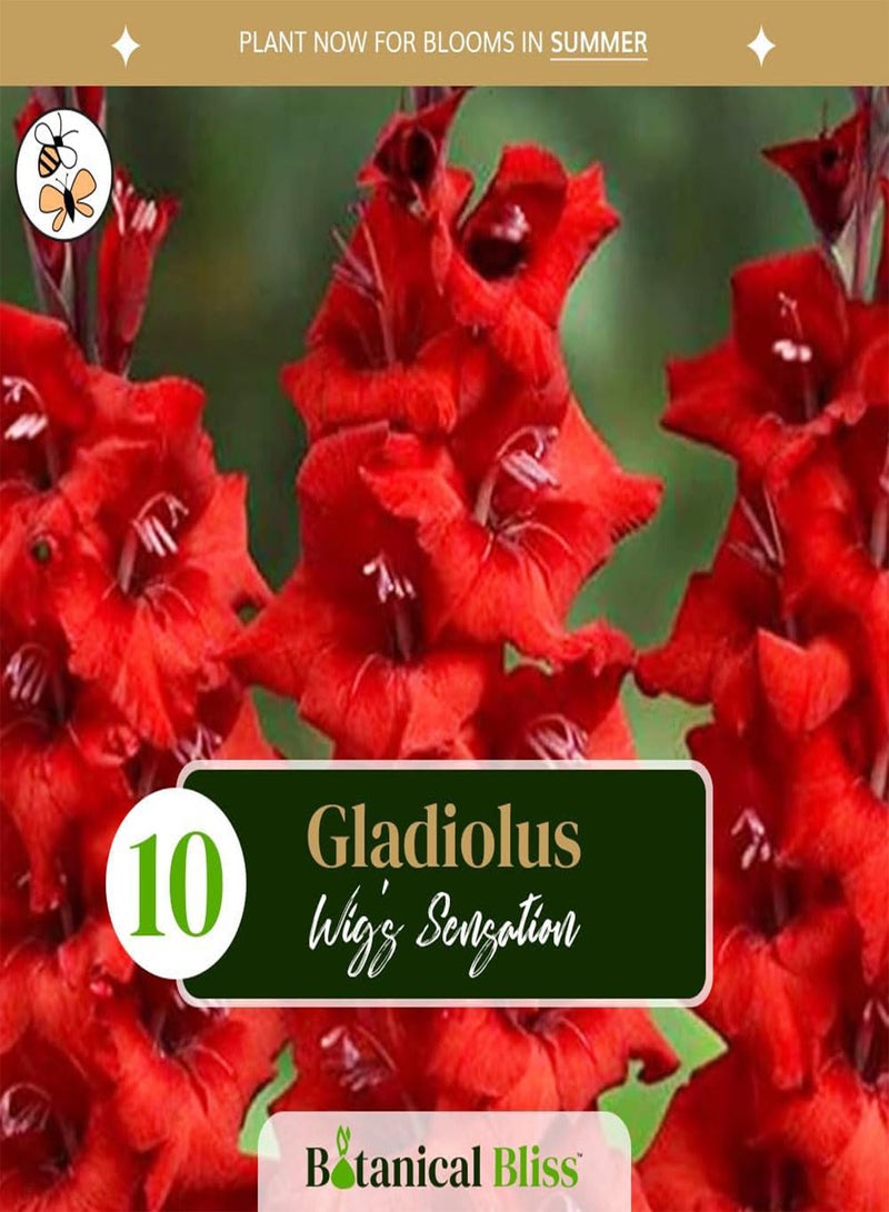 GGOOT 10 Pack of Gladiolus 'Wig's Sensation' - Gorgeous Red Blooms for Summer - Perennial Flowering seeds - Perfect for Your Garden, Tailored for UK Climate - Image 2