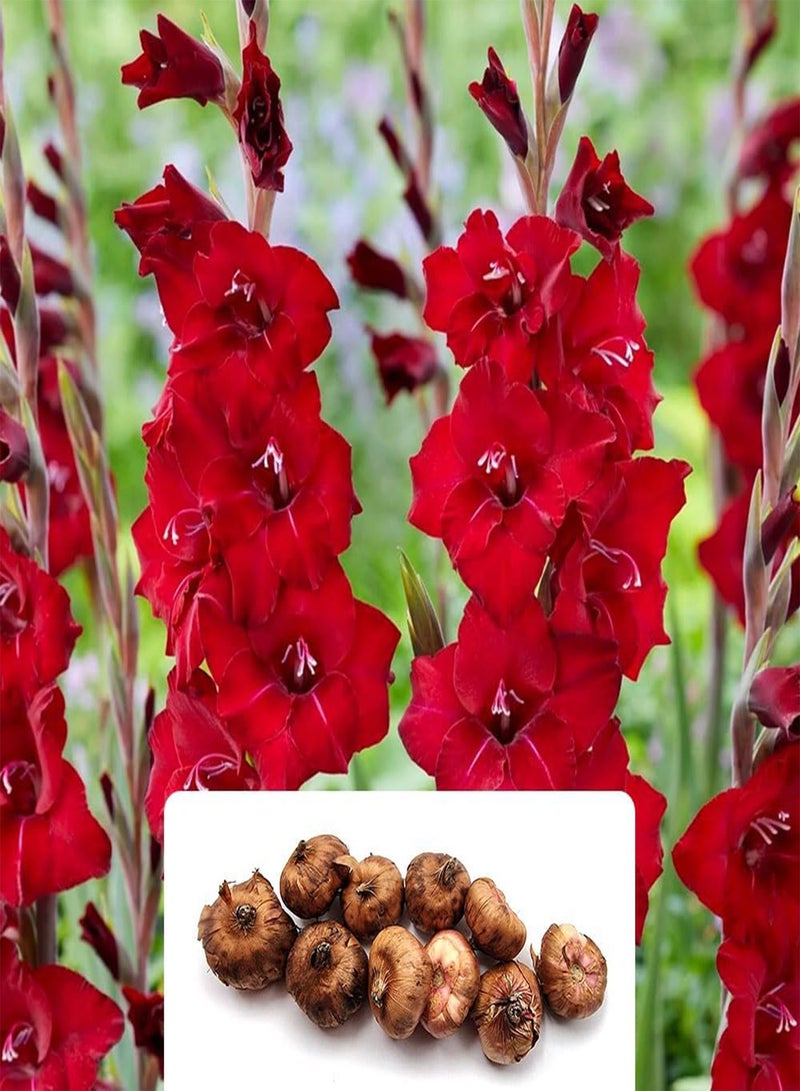 GGOOT 10 Pack of Gladiolus 'Wig's Sensation' - Gorgeous Red Blooms for Summer - Perennial Flowering seeds - Perfect for Your Garden, Tailored for UK Climate - Image 1