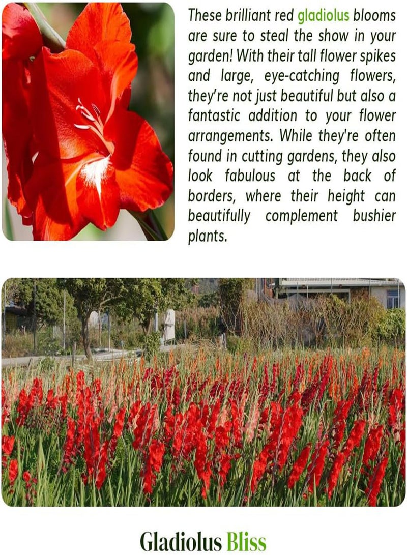 GGOOT 10 Pack of Gladiolus 'Wig's Sensation' - Gorgeous Red Blooms for Summer - Perennial Flowering seeds - Perfect for Your Garden, Tailored for UK Climate - Image 5