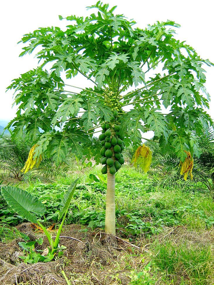 DIVINE TREE سماد ديفاين تري وندر كوت 90 NPK بطيء الإطلاق للنباتات الخارجية والداخلية حبيبات مغذية (300 جم) - Image 4