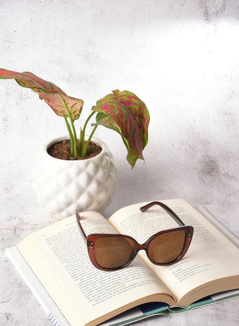 Haute Sauce Brown Lens Brown Butterfly Sunglasses