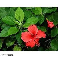 Saara HERBAL FRESH Hibiscus Leaf Powder 800g Sembaruthi Leaves Dasanamu Jasud Gudhal Chembarathi Dasavala Leaf Powder 800g - Image 4