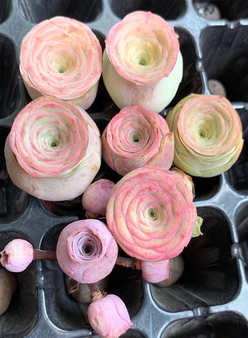 GGOOT Mountain Rose Live Greenovia Succulent Plant Circumference 6 Inch Live Plant Indoors and Outdoors(No Pot (Pink,3) - Image 5