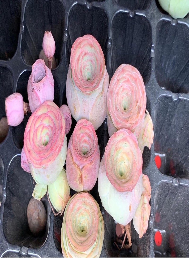 GGOOT Mountain Rose Live Greenovia Succulent Plant Circumference 6 Inch Live Plant Indoors and Outdoors(No Pot (Pink,3) - Image 4