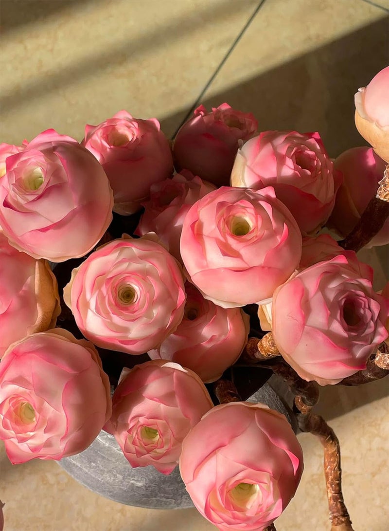 GGOOT Mountain Rose Live Greenovia Succulent Plant Circumference 6 Inch Live Plant Indoors and Outdoors(No Pot (Pink,3) - Image 3