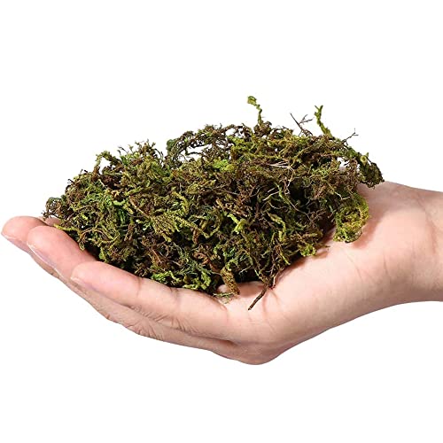 CAPPL Sphagnum Dry Moss for Orchid Plant Soil Air Layering and Mulching 1500g (Green & Brown) Home & Garden - Image 5