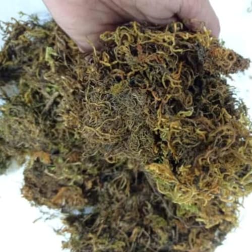 CAPPL Sphagnum Dry Moss for Orchid Plant Soil Air Layering and Mulching 1500g (Green & Brown) Home & Garden - Image 1