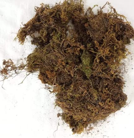CAPPL Sphagnum Dry Moss for Orchid Plant Soil Air Layering and Mulching 1500g (Green & Brown) Home & Garden - Image 3