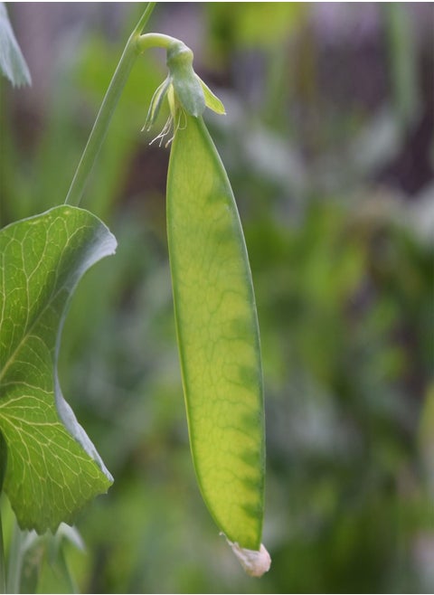 Mangetout Sugar Snow Wind Pod Pea Seeds in Handy Pouch Produces Good Crop of Sweet & Tasty Pods - 100g