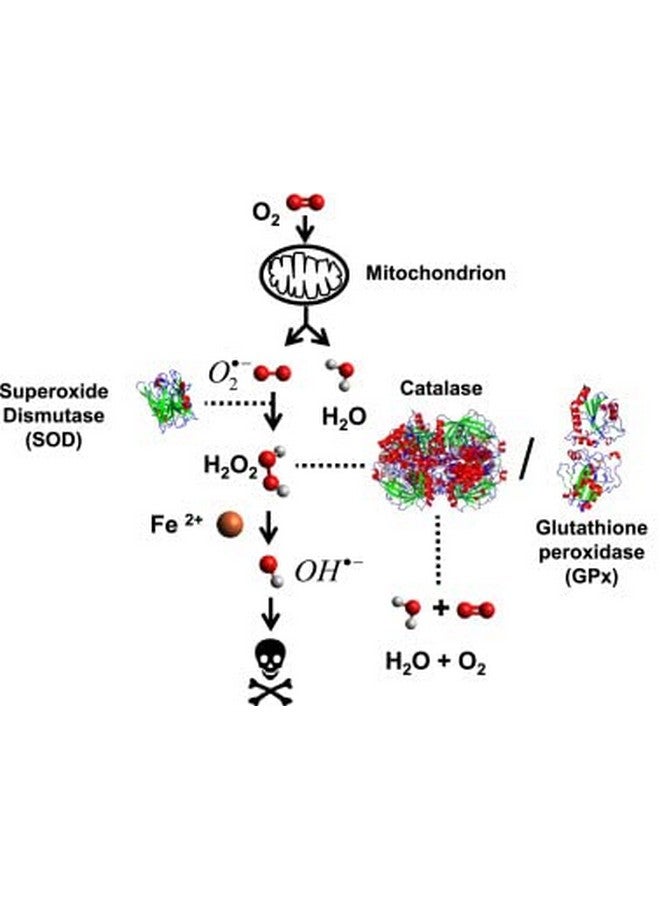 Science Smart - Highest Potency - Unique - Full Absorption - Catalase Enzyme Supplement. 62 doses for 2 Months use. (20mL). July 2025 Sale! - Image 5