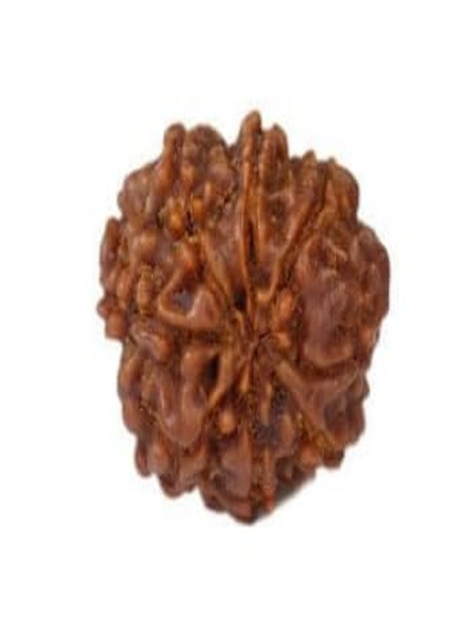 TRINETRA GEMS STONE الأصلي 8 موكي رودراكشا مع تغطية ثمانية وجه رودراكشا خرز نيبالي معتمد من IGL Lab Aath Mukhi Rudraksha Round 8 मुकी रुत्राक्ष خرز تورنك للرجال والنساء - Image 2