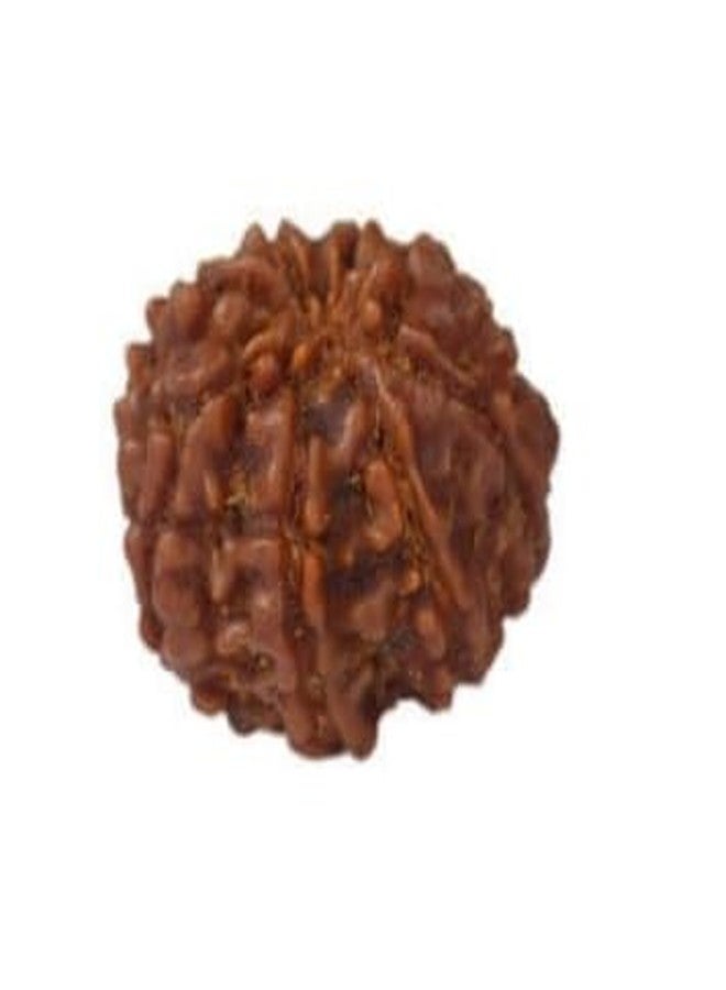 TRINETRA GEMS STONE الأصلي 8 موكي رودراكشا مع تغطية ثمانية وجه رودراكشا خرز نيبالي معتمد من IGL Lab Aath Mukhi Rudraksha Round 8 मुकी रुत्राक्ष خرز تورنك للرجال والنساء - Image 3