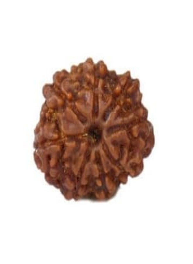 TRINETRA GEMS STONE الأصلي 8 موكي رودراكشا مع تغطية ثمانية وجه رودراكشا خرز نيبالي معتمد من IGL Lab Aath Mukhi Rudraksha Round 8 मुकी रुत्राक्ष خرز تورنك للرجال والنساء - Image 1