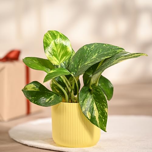 UGAOO Money Plant Variegated in Yellow Ibiza Pot | Easy-Care Indoor Live Plant for Home & Office | Air-Purifying Feng Shui Good Luck Plant - Image 1