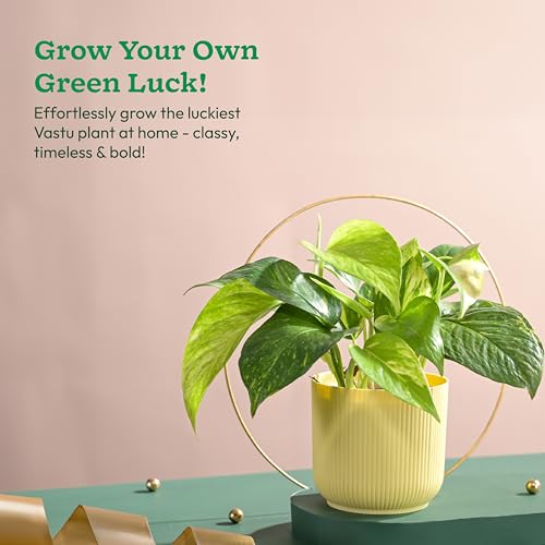 UGAOO Money Plant Variegated in Yellow Ibiza Pot | Easy-Care Indoor Live Plant for Home & Office | Air-Purifying Feng Shui Good Luck Plant - Image 2