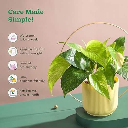 UGAOO Money Plant Variegated in Yellow Ibiza Pot | Easy-Care Indoor Live Plant for Home & Office | Air-Purifying Feng Shui Good Luck Plant - Image 3